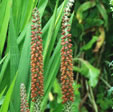 Digitalis parviflora