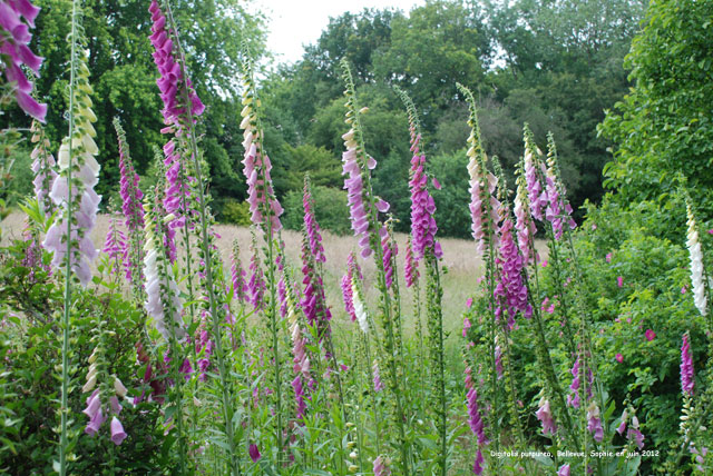 Digitalis purpurea