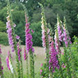Digitalis  purpurea