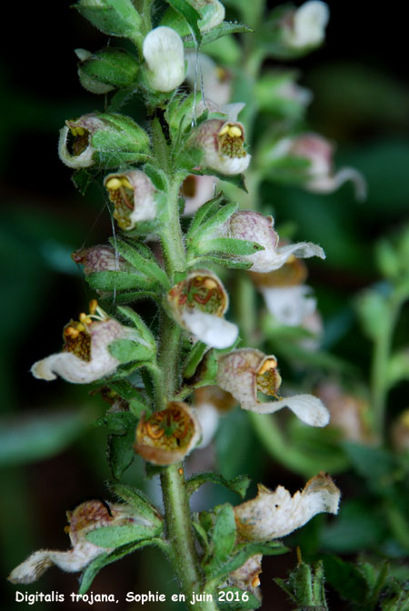 Digitalis trojana