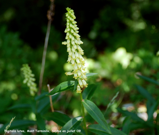 Digitalis lutea