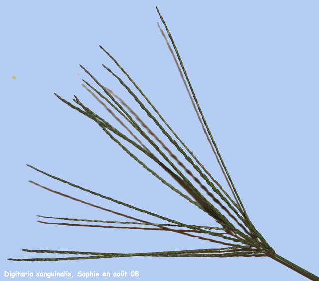 Digitaria sanguinalis