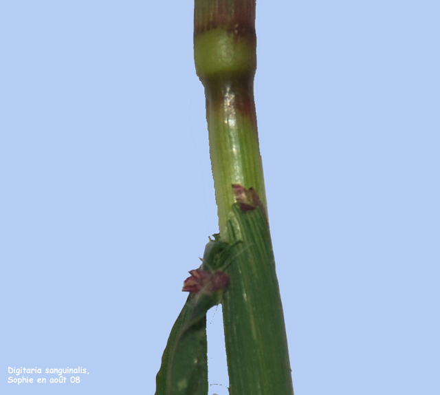 Digitaria sanguinea