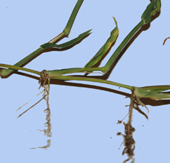 Digitaria sanguinea