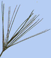 Digitaria sanguinalis