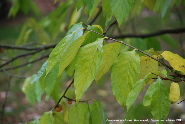 Diospyros duclouxii