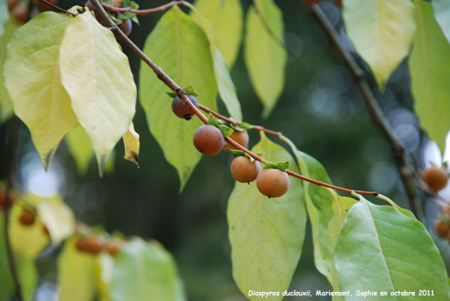 Diospyros duclouxii