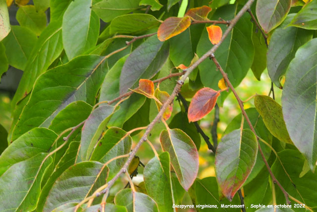 Diospyros virginiana