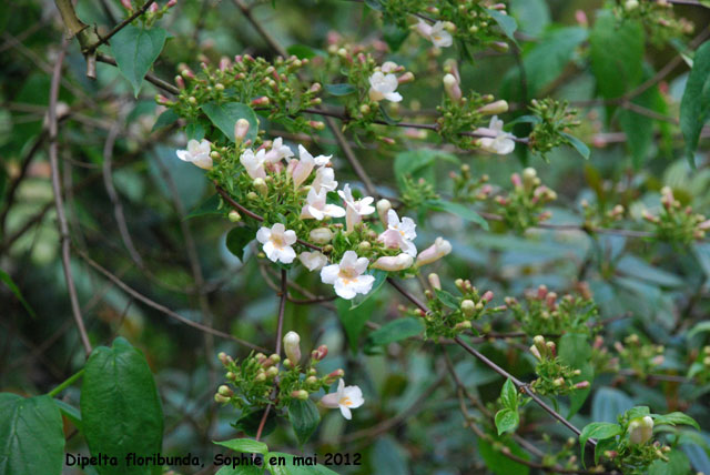 Dipelta floribunda