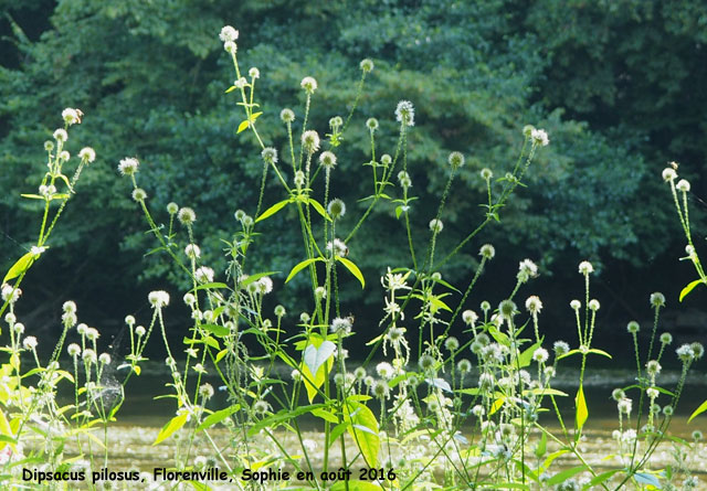 Dipsacus pilosus