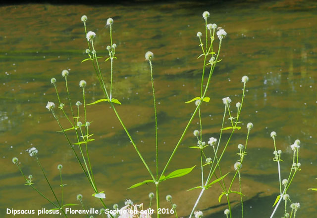 Dipsacus pilosus