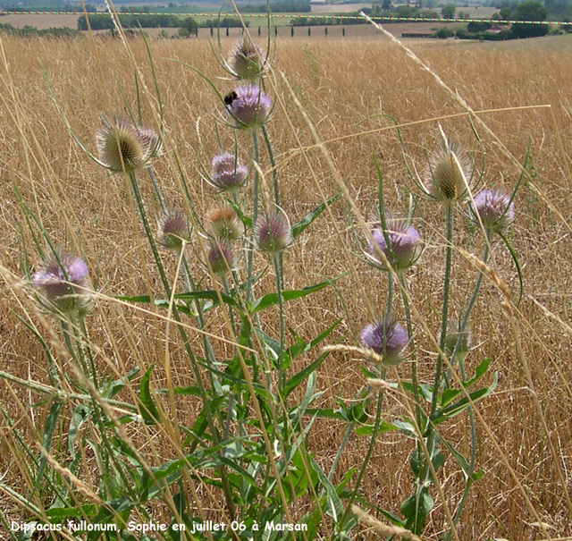 Dipsacus fullonum