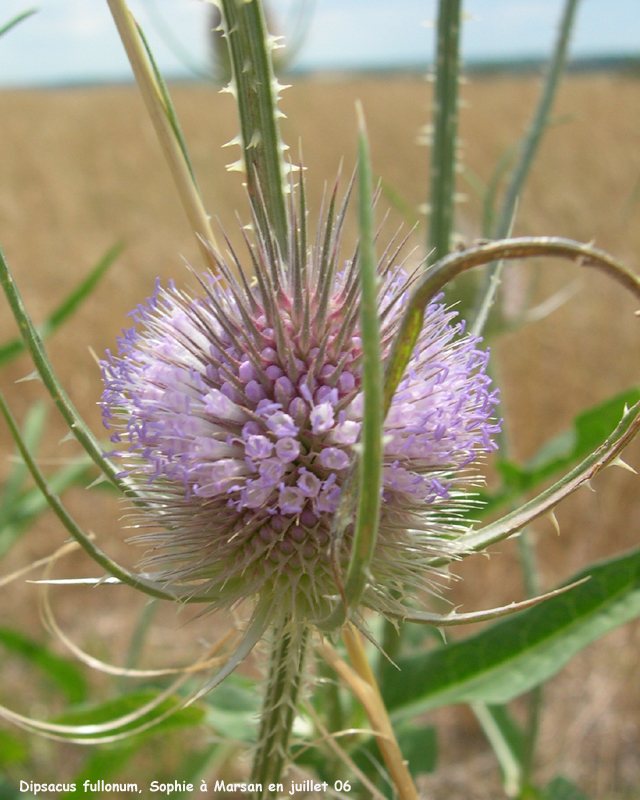 Dipsacus fullonum