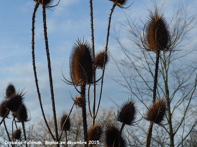 Dipsacus fullonum