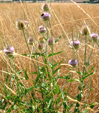 Dipsacus fullonum