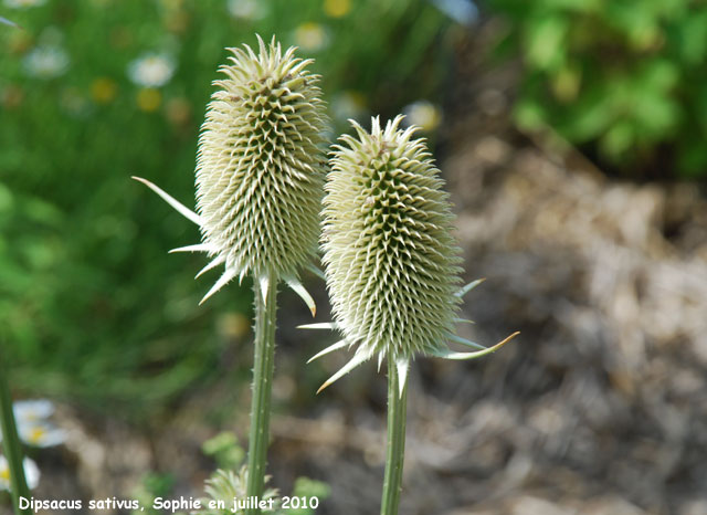 Dipsacus sativus