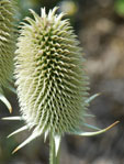 Dipsacus sativus