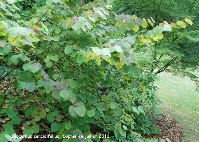 Disanthus cercidifolium