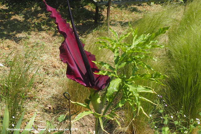 Dracunculus vulgaris