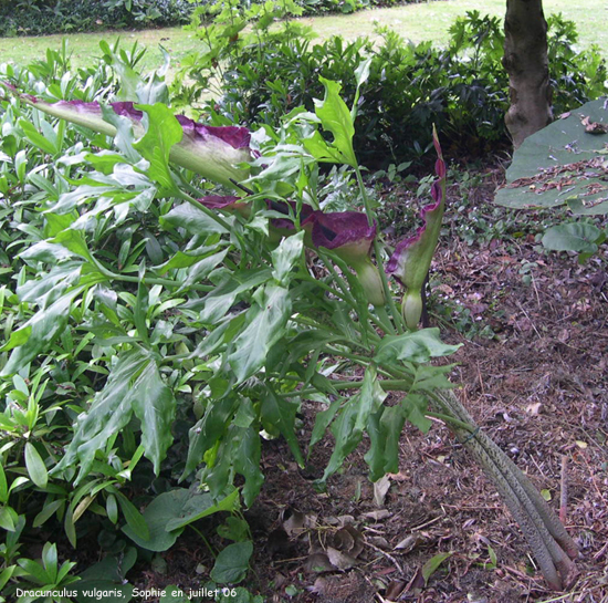 Dracunculus vulgaris