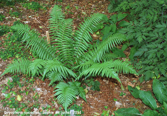 Dryopteris cycadina