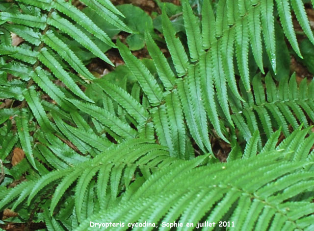 Dryopteris cycadina