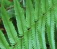 Dryopteris cycadina