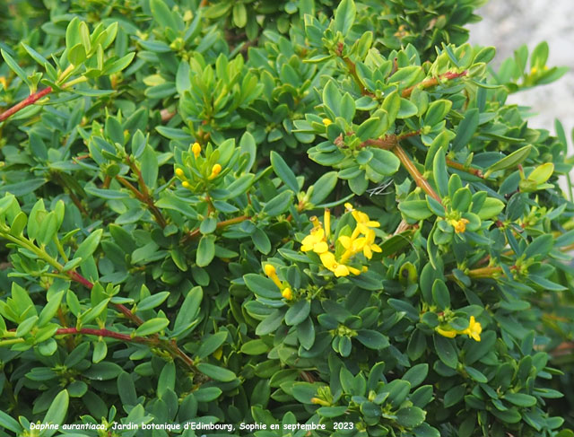 Daphne aurantiaca