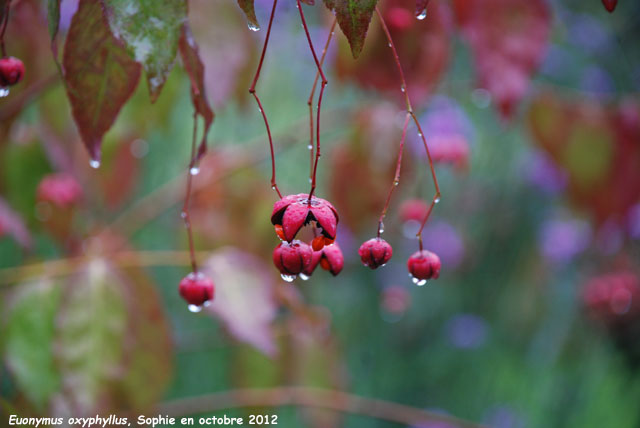 Euonymus oxyphyllus