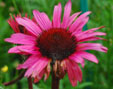 Echinacea purpurea 'Fatal Attraction'