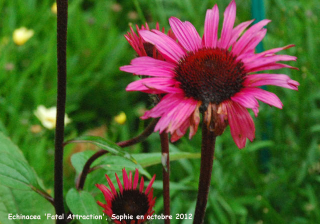 Echinacea purpurea 'Fatal Attraction'