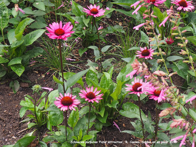 Echinacea purpurea 'Fatal Attraction'