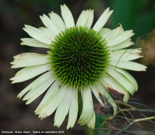 Echinacea 'Green Jewel'