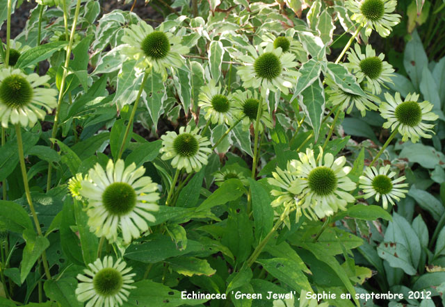 Echinacea 'Green Jewel'