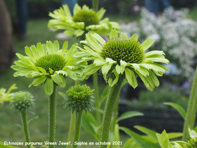 Echinacea 'Green Jewel'