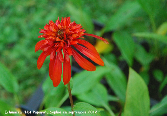 Echinacea 'Hot Papaya'