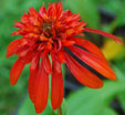 Echinacea 'Hot Papaya'