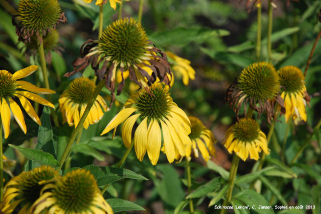 Echinacea 'Leilani'