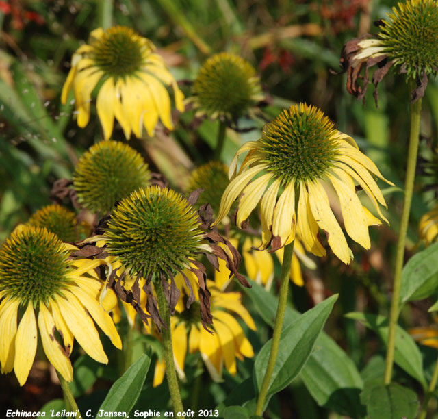 Echinacea 'Leilani'