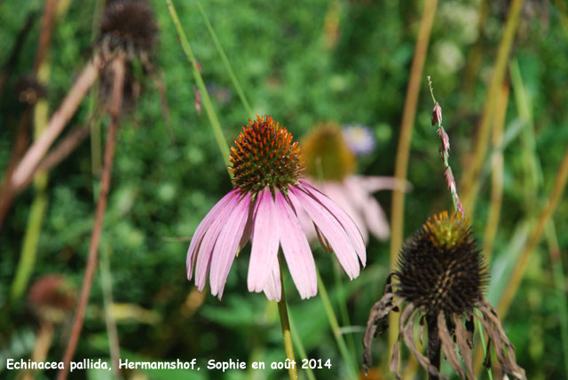 Echinacea pallida