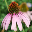 Echinacea pallida