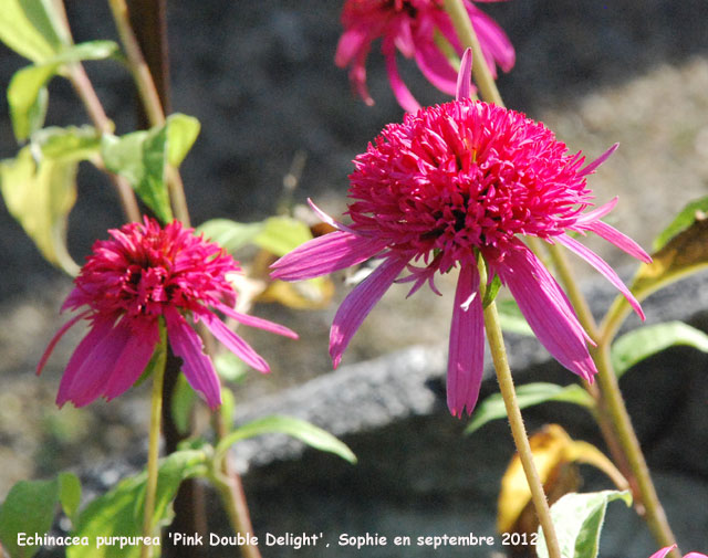 Echinacea 'Pink Double Delight'