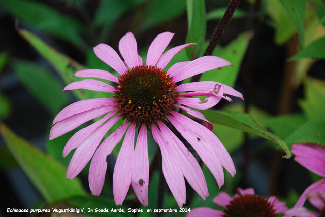 Echnacea purpurea 'Augustkönigin'