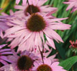 Echinacea purpurea 'Augustkönigin'