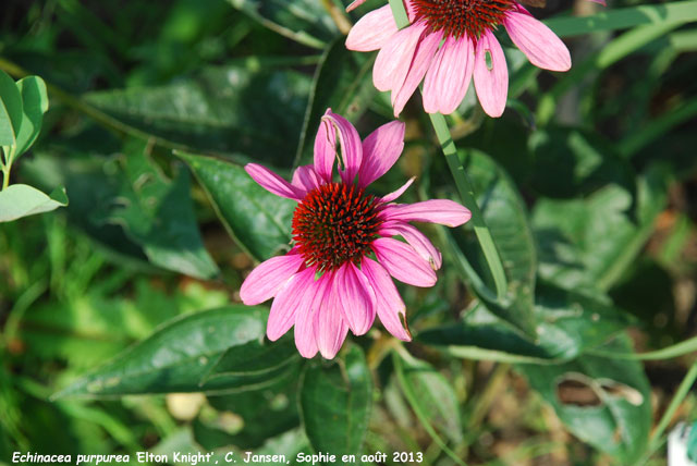 Echinacea purpurea 'Elbrook'