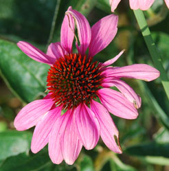 Echinacea purpurea 'Elbrook'