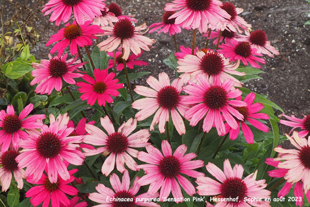 Echinacea 'Sensation Pink'