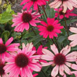 Echinacea purpurea 'Sensation Pink'