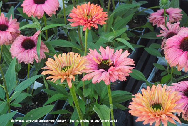 Echinacea purpurea 'Sunseekers Rainbow'