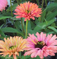 Echinacea 'Sensation Pink'